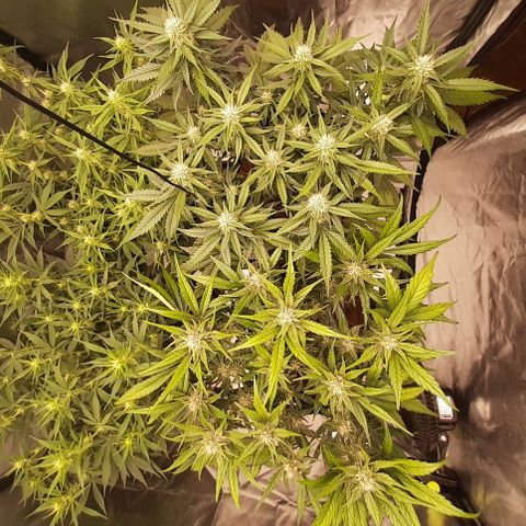 Gorilla Z growlog timeline photo