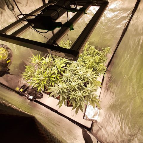 Gorilla Z growlog timeline photo