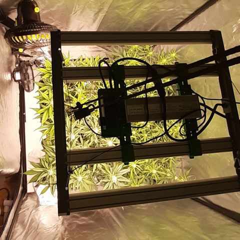 Gorilla Z growlog timeline photo