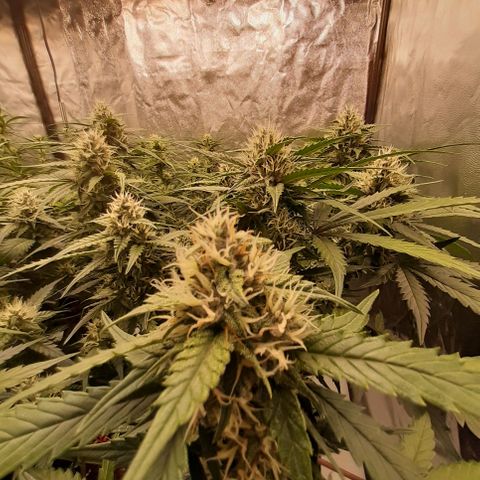 Lemon Cherry Cookies growlog timeline photo