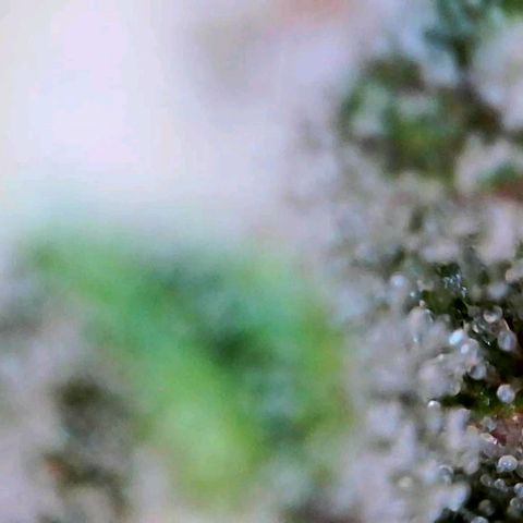 Lemon Cherry Cookies growlog timeline photo