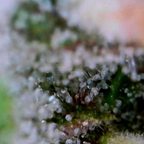 Lemon Cherry Cookies growlog timeline photo
