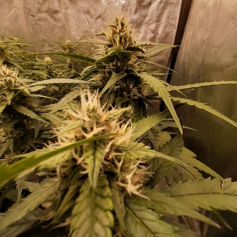 Lemon Cherry Cookies growlog timeline photo