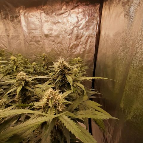 Lemon Cherry Cookies growlog timeline photo