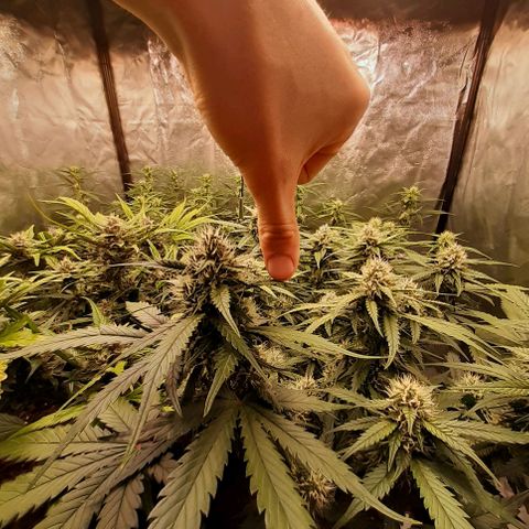 Lemon Cherry Cookies growlog timeline photo