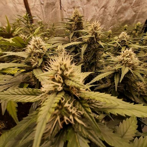 Lemon Cherry Cookies growlog timeline photo