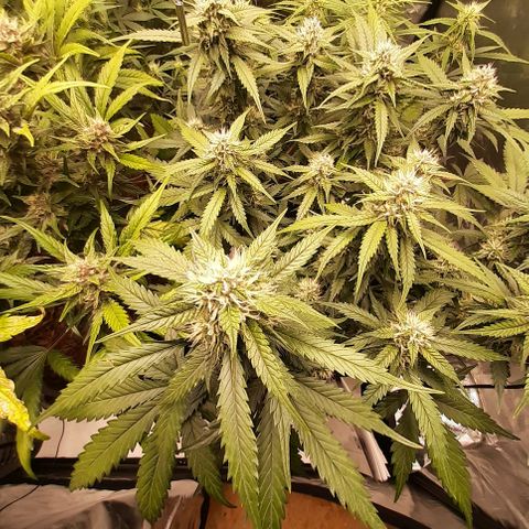 Lemon Cherry Cookies growlog timeline photo