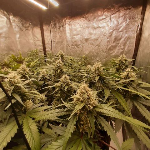 Lemon Cherry Cookies growlog timeline photo