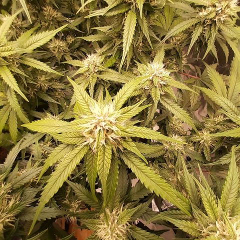 Lemon Cherry Cookies growlog timeline photo