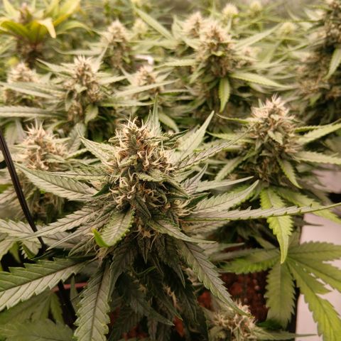 Lemon Cherry Cookies growlog timeline photo