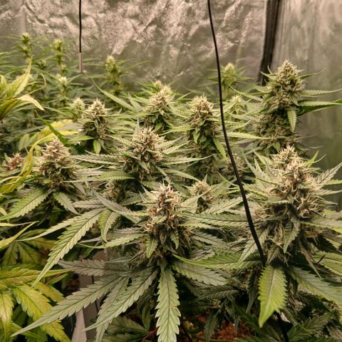Lemon Cherry Cookies growlog timeline photo