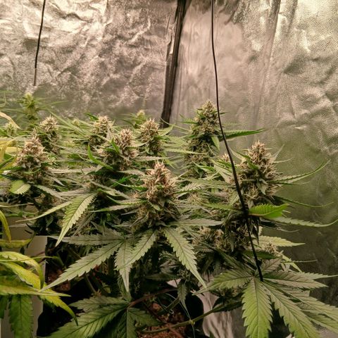 Lemon Cherry Cookies growlog timeline photo