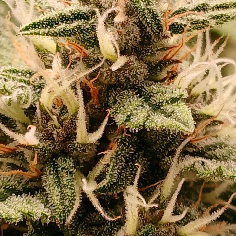 Lemon Cherry Cookies growlog timeline photo
