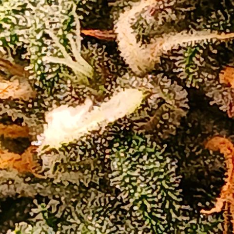 Lemon Cherry Cookies growlog timeline photo