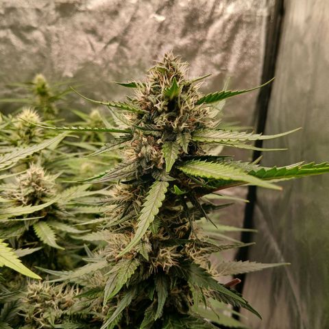 Lemon Cherry Cookies growlog timeline photo