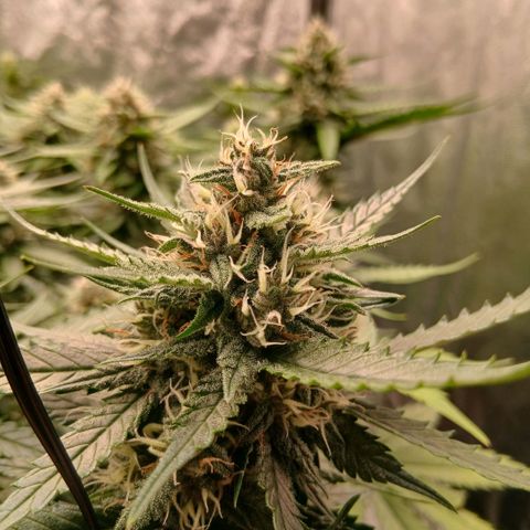 Lemon Cherry Cookies growlog timeline photo