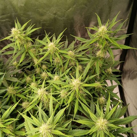 Gorilla Z growlog timeline photo