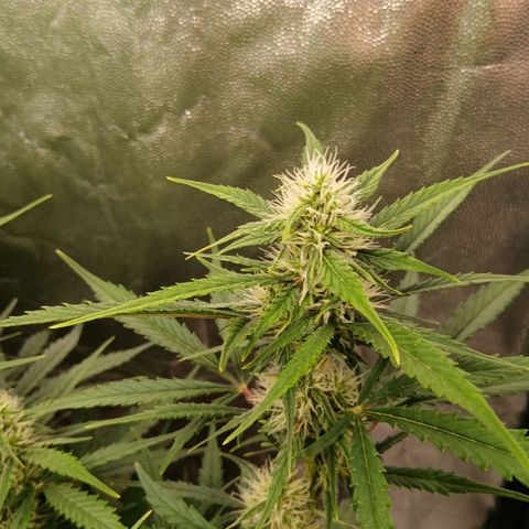 Gorilla Z growlog timeline photo