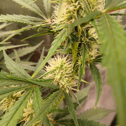 Gorilla Z growlog timeline photo