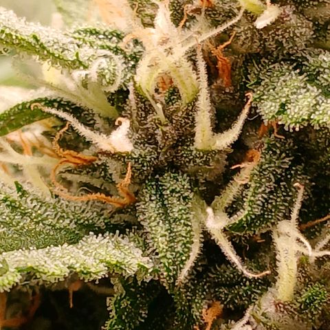 Lemon Cherry Cookies growlog timeline photo