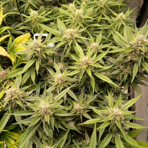 Lemon Cherry Cookies growlog timeline photo