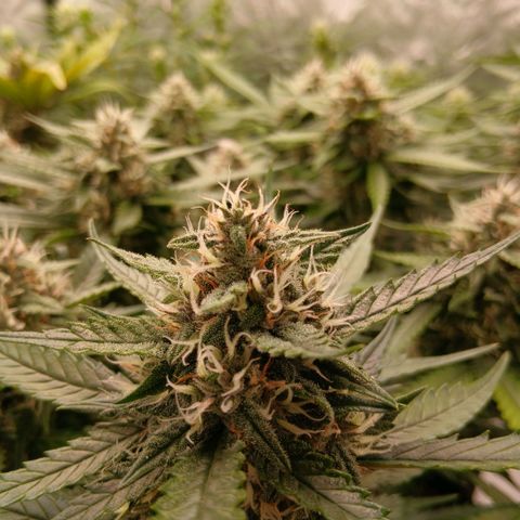 Lemon Cherry Cookies growlog timeline photo