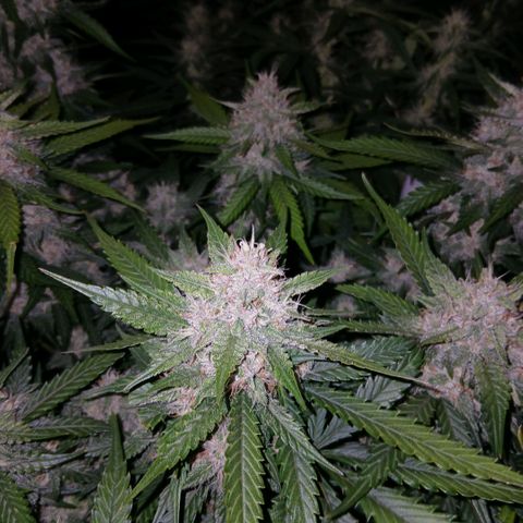 Lemon Cherry Cookies growlog timeline photo