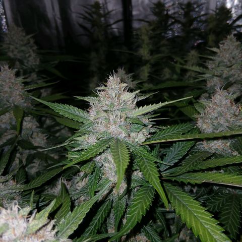Lemon Cherry Cookies growlog timeline photo