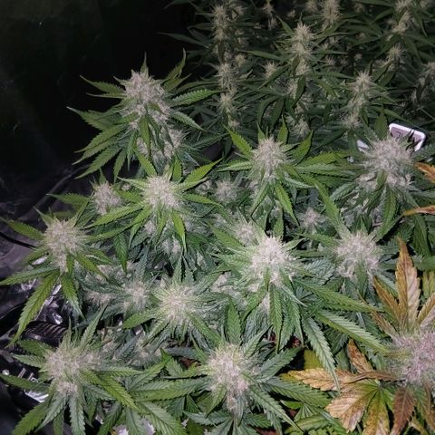 Lemon Cherry Cookies growlog timeline photo