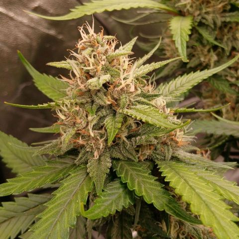 Lemon Cherry Cookies growlog timeline photo