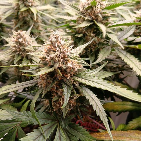 Lemon Cherry Cookies growlog timeline photo