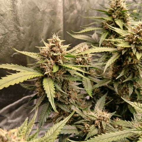 Lemon Cherry Cookies growlog timeline photo