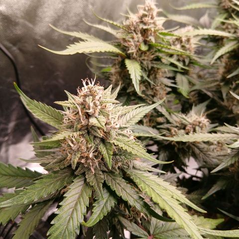 Lemon Cherry Cookies growlog timeline photo