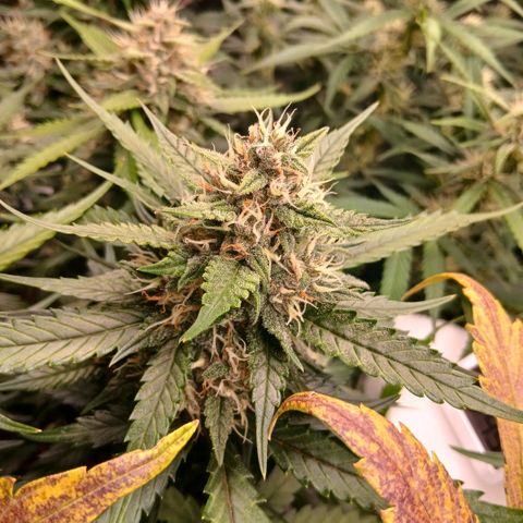 Lemon Cherry Cookies growlog timeline photo