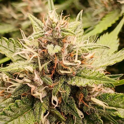 Lemon Cherry Cookies growlog timeline photo