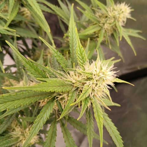 Gorilla Z growlog timeline photo