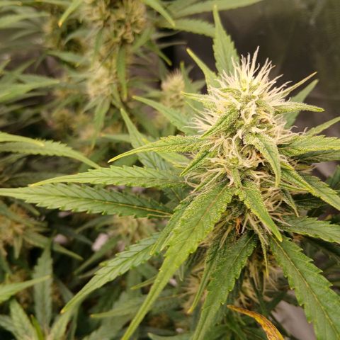 Gorilla Z growlog timeline photo