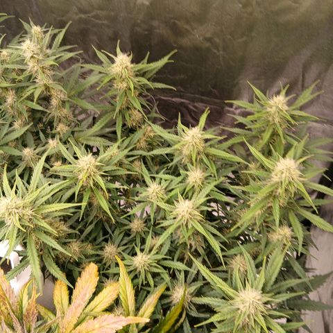 Gorilla Z growlog timeline photo