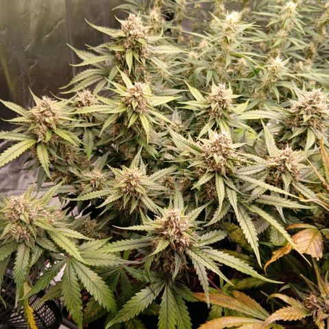 Lemon Cherry Cookies growlog timeline photo