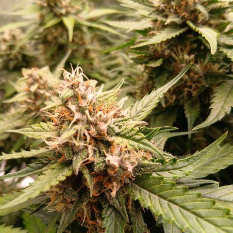 Lemon Cherry Cookies growlog timeline photo
