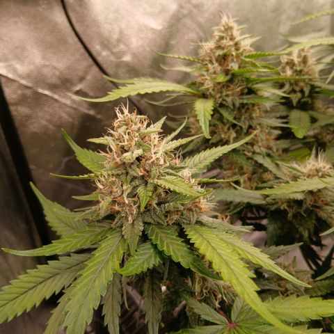 Lemon Cherry Cookies growlog timeline photo