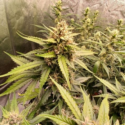 Lemon Cherry Cookies growlog timeline photo