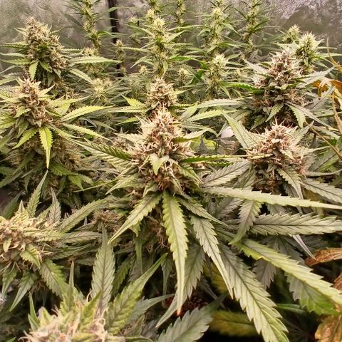 Lemon Cherry Cookies growlog timeline photo