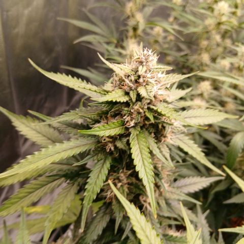 Lemon Cherry Cookies growlog timeline photo