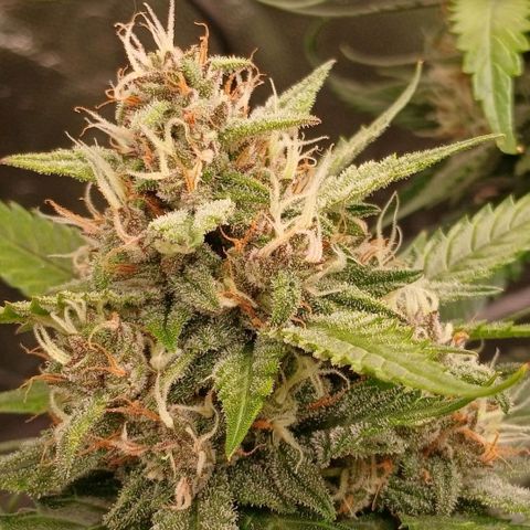 Lemon Cherry Cookies growlog timeline photo