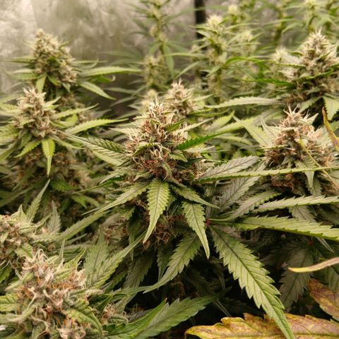 Lemon Cherry Cookies growlog timeline photo