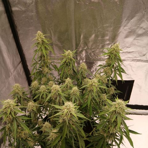 Gorilla Z growlog timeline photo