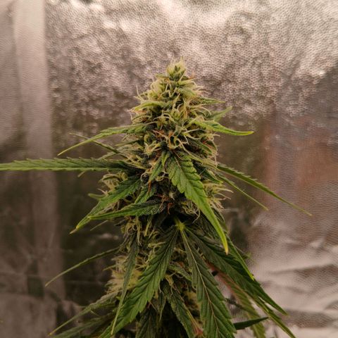 Gorilla Z growlog timeline photo