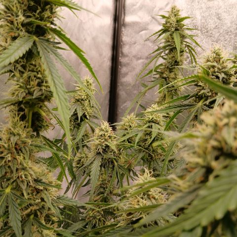 Gorilla Z growlog timeline photo