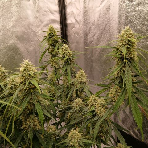 Gorilla Z growlog timeline photo